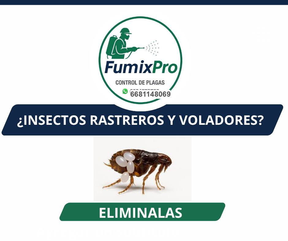 Material informativo de insectos rastreros y voladores